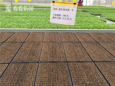 科技赋能民生 上海交大团队引领无公害农业与智能交通新篇章